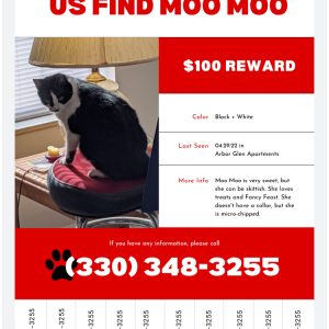Lost Cat MooMoo