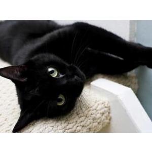 2nd Image of Bes, Lost Cat
