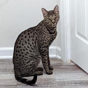Image of Keon, Lost Cat