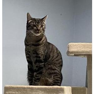 Image of Tuna, Lost Cat