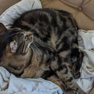 Image of Pistachio (Kitty), Lost Cat