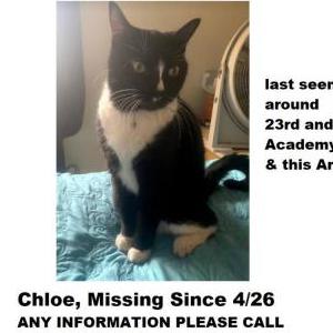 Lost Cat Chloe