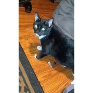 Lost Cat Ramona