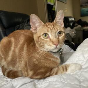 Lost Cat Shaun