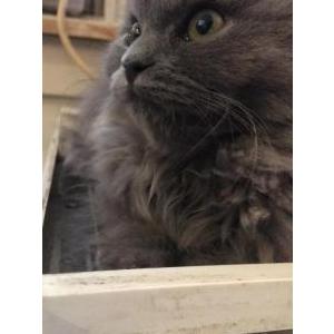 Lost Cat Bluebear