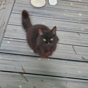 Found Cat unknown