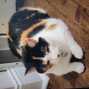 Lost Cat Larney