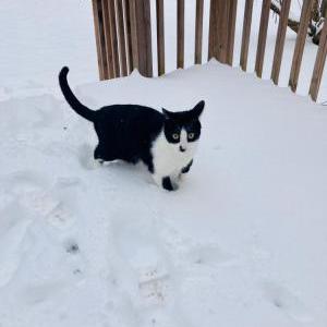 Image of Little Wiggles, Lost Cat