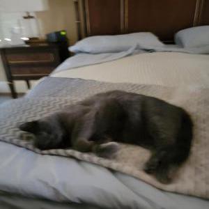 Lost Cat Blueboy