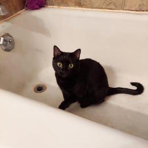 Lost Cat Lucy