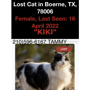 Lost Cat Kiki