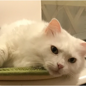 2nd Image of Snowy, Lost Cat