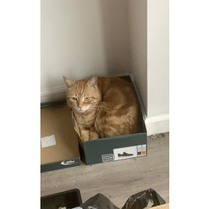 Image of Bradley, Lost Cat