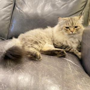 Lost Cat FeiFei