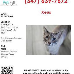 Image of Xeus, Lost Cat
