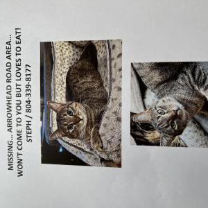 Lost Cat Chessie