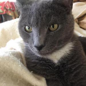 Image of Tucker, Lost Cat