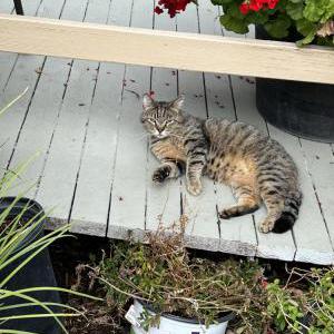 Lost Cat Cricket