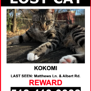 Image of Kokomi, Lost Cat