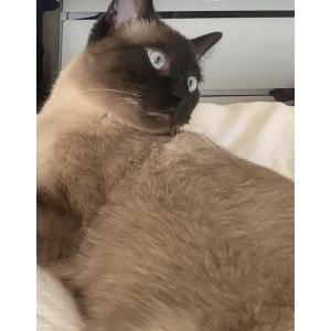 Lost Cat Marley