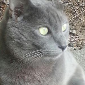 Image of bungee, Lost Cat