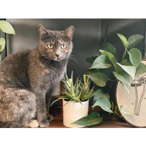 Lost Cat Kiikii