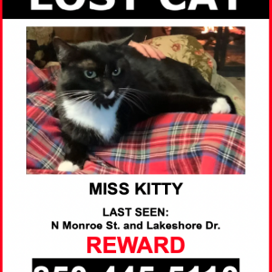 Lost Cat Missy Kitty
