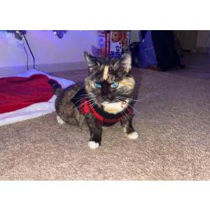 Lost Cat Shilah