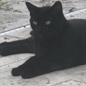 Image of LC, Lost Cat