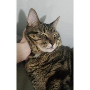 Lost Cat Loki