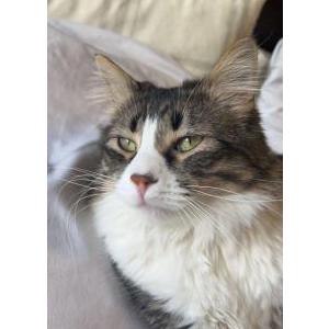 Lost Cat Lucifer