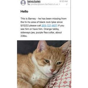 Lost Cat BARNEY
