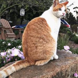 Lost Cat Pumpkin