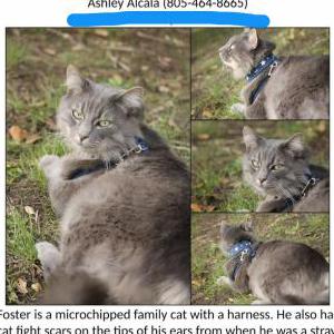 Image of Foster, Lost Cat
