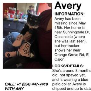 Lost Cat Avery