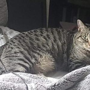 Lost Cat Artemis