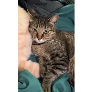 Lost Cat Olive