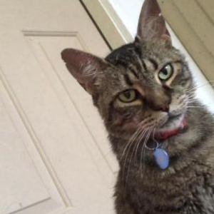 Image of Kitty, Lost Cat