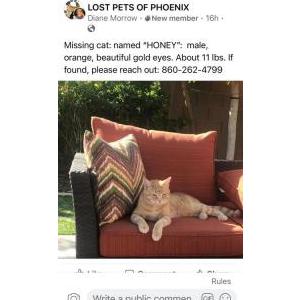 Lost Cat Honey