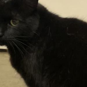 Image of Unknown- No collar, Found Cat