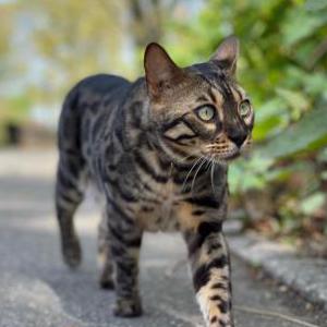 Lost Cat Puma