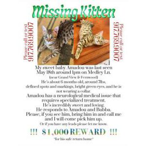 Lost Cat Amadou