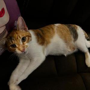 2nd Image of Sakura, Lost Cat