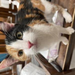 Image of Cally, Lost Cat