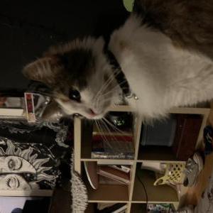 Lost Cat Wendy