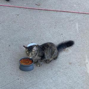 Lost Cat Nala