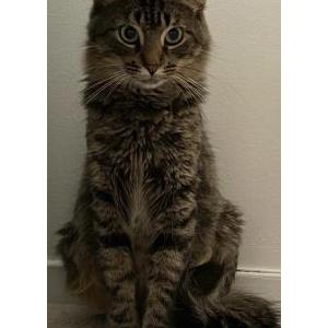 Lost Cat Magnolia.   “Maggy’