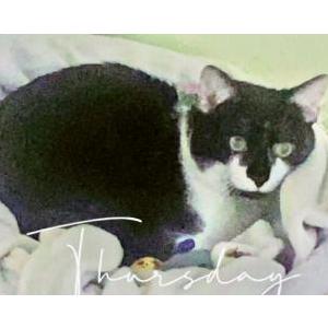 Lost Cat Louloo