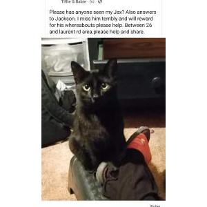 Lost Cat Jax