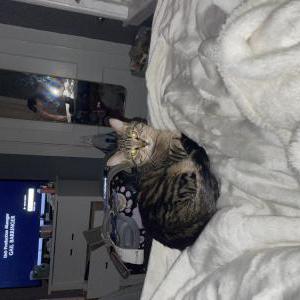 Image of Tito, Lost Cat
